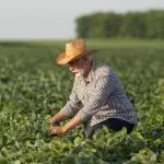 Plano Safra Banco do Brasil Agronegócio