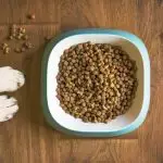 Cão
