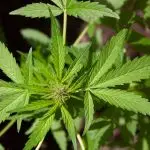 cannabis plantação