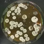 bactérias