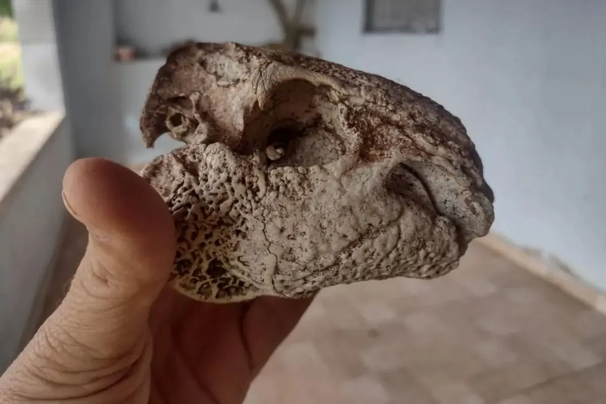 Ossada de animal pré-histórico