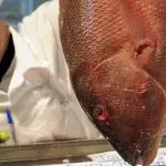 exportações peixes Brasil