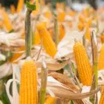 Beautiful,Corn,And,Leaf,In,Plant,Field,Ready,To,Crop milho