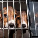 Os animais foram resgatados dos maus tratos