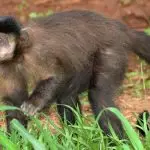 Macaco-prego