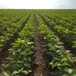 plantio da soja