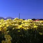 Floricultura