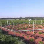 fertilizante natural