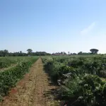 fertilizante natural