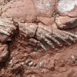 Fósseis animal dinossauros