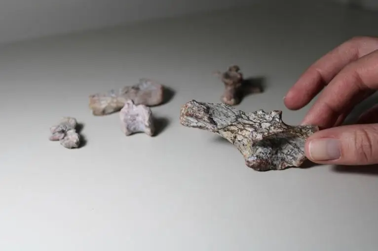 Fósseis dinossauros