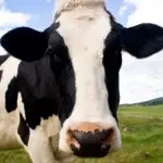 Muco vaca HIV herpes