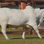 vaca recorde