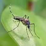 Argentina bate recorde de casos de dengue