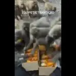 Equipe de transição