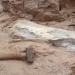 Fósseis dinossauros BR-153