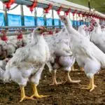 gripe aviária Brasil
