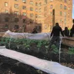 agricultura urbana