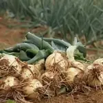 santa catarina cebola