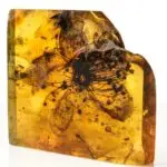 flor fossilizada