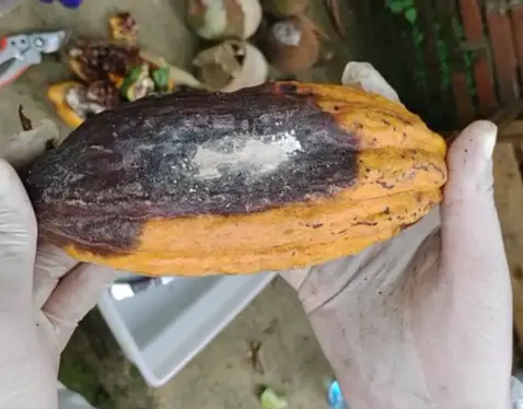 Cacau atingido pela Monilíase