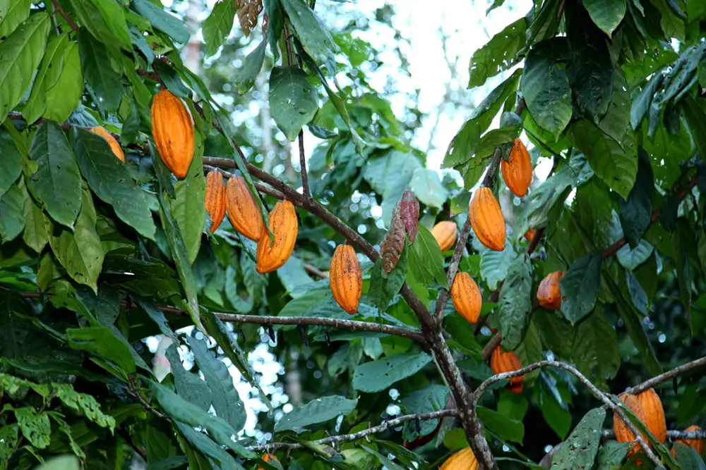 Plantação de Cacau no sul da Bahia