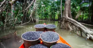 Açaí transportado em barco na Floresta Amazônica | Foto: Shutterstock