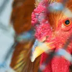 Gripe aviária aparece em várias Províncias da Argentina | Foto: Shutterstock