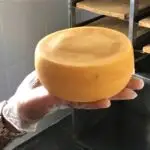queijos brasileiros