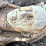 estátua disfarçada