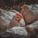 argentina exportações de frango
