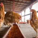 gripe aviária minas gerais aves