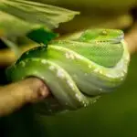 serpentes incomuns