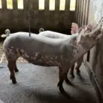 brinquedos suínos