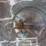 Aranha Letal Santa Catarina