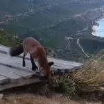 Raposa Rambo Austrália