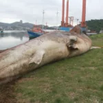 Maior peixe do mundo