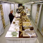 museus história natural mundo