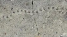 organismos fossilizados