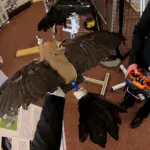 pássaros drones