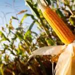 bioinsumo no agro
