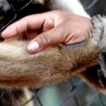 pandemia comportamento animal