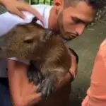 capivara filó é devolvida a agenor tupinambá