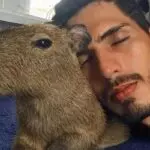 capivara filó e o influenciador agenor