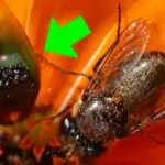 polinização de flor