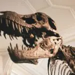 Tiranossauro