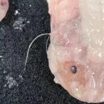 Peixe profundidade recorde