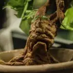 plantas podem gritar