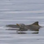 gripe aviária marinhos reino unido