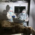 urso descoberto sibéria